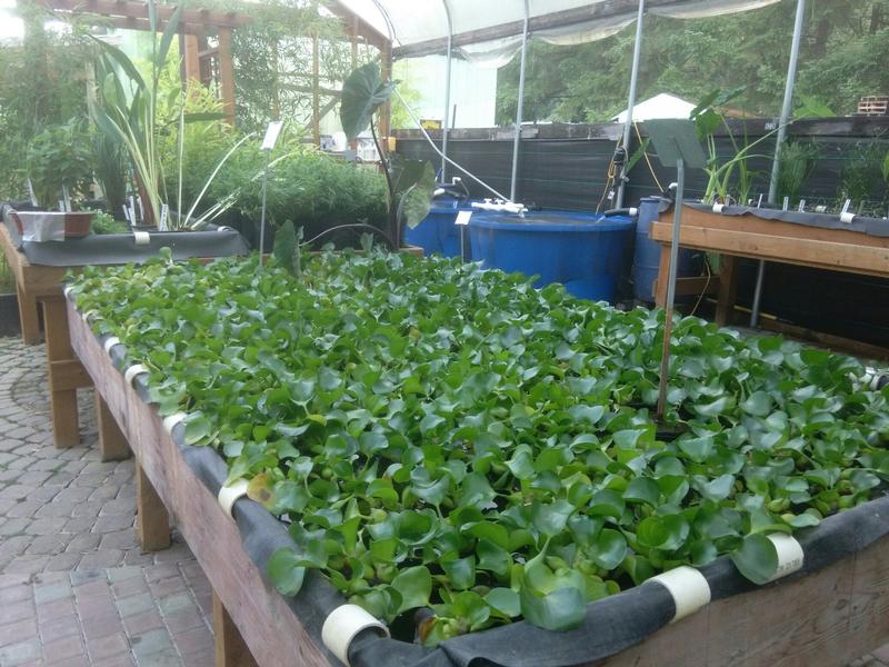 Floating Plants - Hyacinths