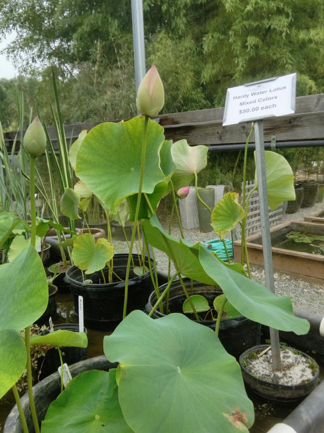 Water Lotus (Seasonal)
